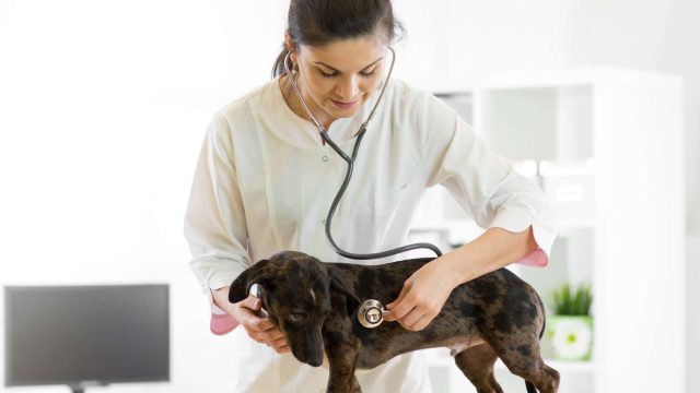 Pets and Pet Care